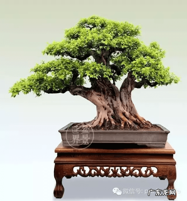 墙上长出榕树风水怎样 农村榕树风水