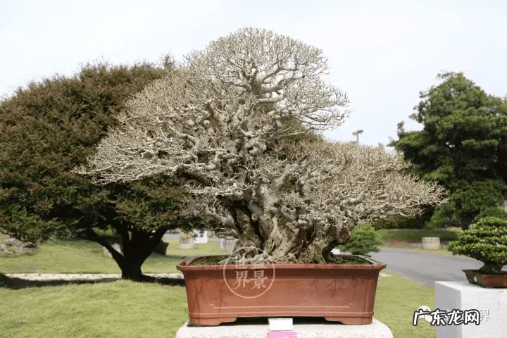 墙上长出榕树风水怎样 农村榕树风水