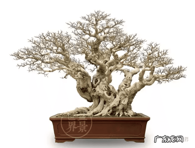 墙上长出榕树风水怎样 农村榕树风水