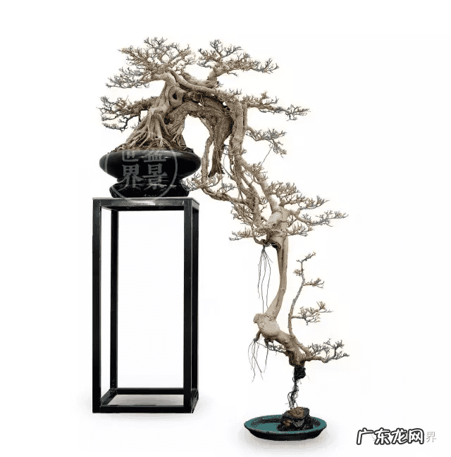 墙上长出榕树风水怎样 农村榕树风水