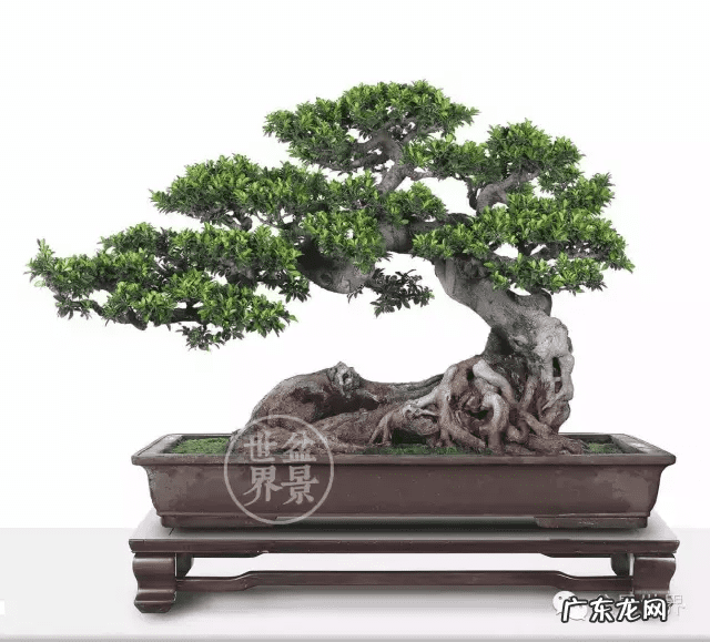 墙上长出榕树风水怎样 农村榕树风水