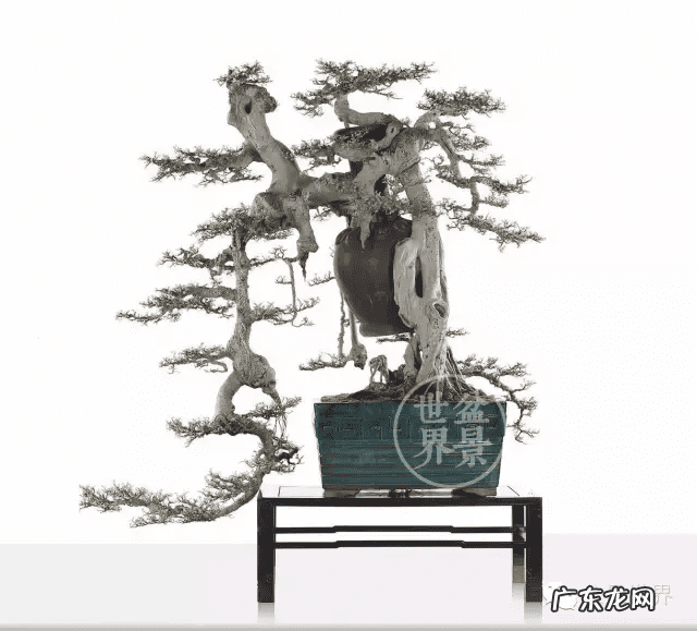 墙上长出榕树风水怎样 农村榕树风水