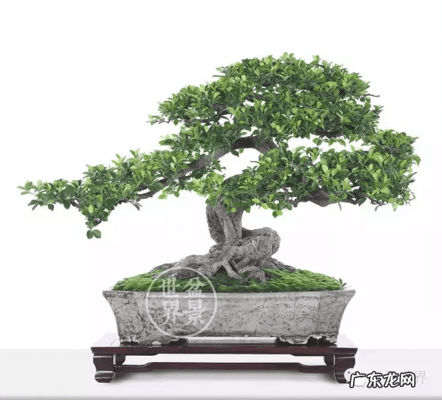 墙上长出榕树风水怎样 农村榕树风水