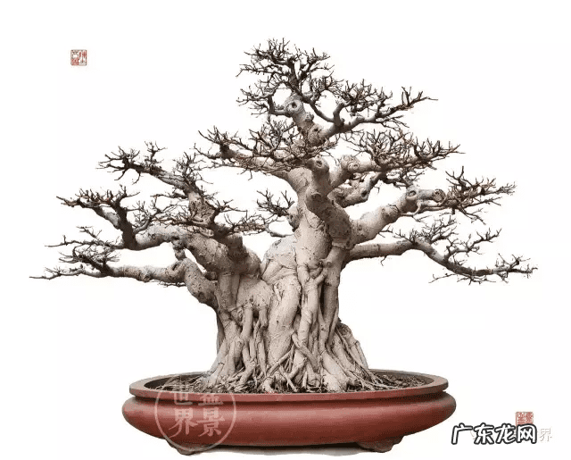 墙上长出榕树风水怎样 农村榕树风水