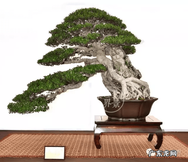 墙上长出榕树风水怎样 农村榕树风水