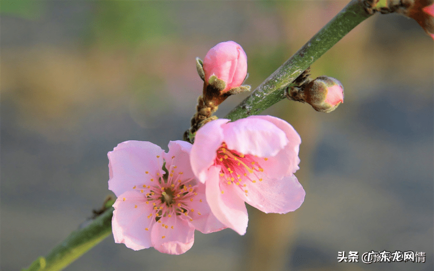 庄市永旺村阮家 永城市谢庄村侯楼是风水宝地吗