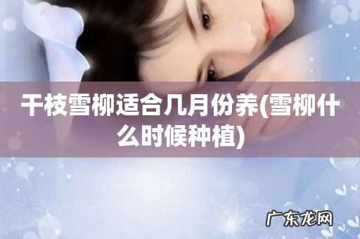 雪柳什么时候种植 干枝雪柳适合几月份养