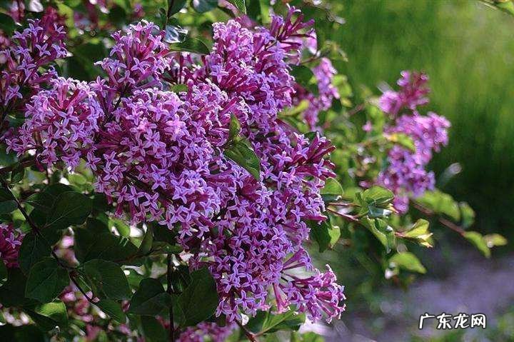 紫丁香有什么寓意 紫丁香树是风水树吗