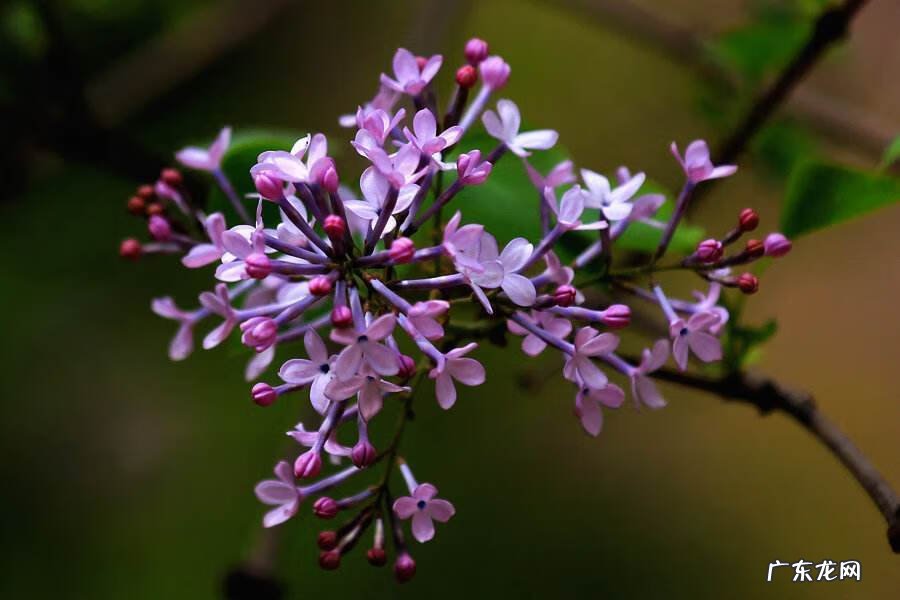 紫丁香有什么寓意 紫丁香树是风水树吗