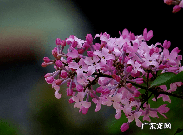 紫丁香有什么寓意 紫丁香树是风水树吗