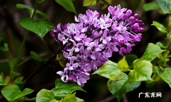 紫丁香有什么寓意 紫丁香树是风水树吗