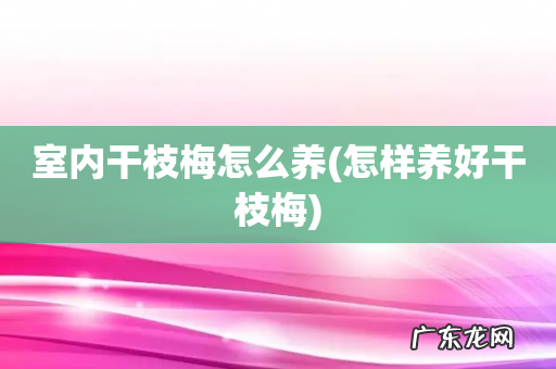 怎样养好干枝梅 室内干枝梅怎么养