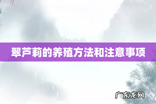 翠芦莉的养殖方法和注意事项