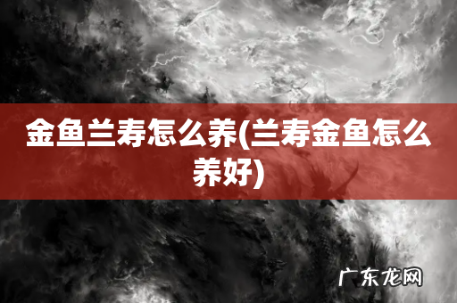 兰寿金鱼怎么养好 金鱼兰寿怎么养