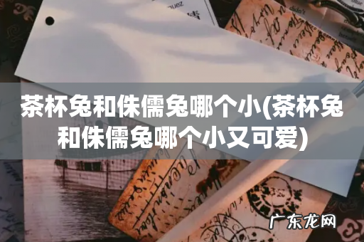 茶杯兔和侏儒兔哪个小又可爱 茶杯兔和侏儒兔哪个小