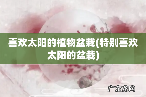 特别喜欢太阳的盆栽 喜欢太阳的植物盆栽