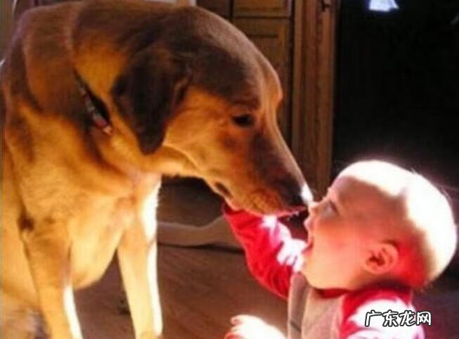 狗死了会投胎转世到主人家吗 家里主人怀孕了狗狗死了好不好?