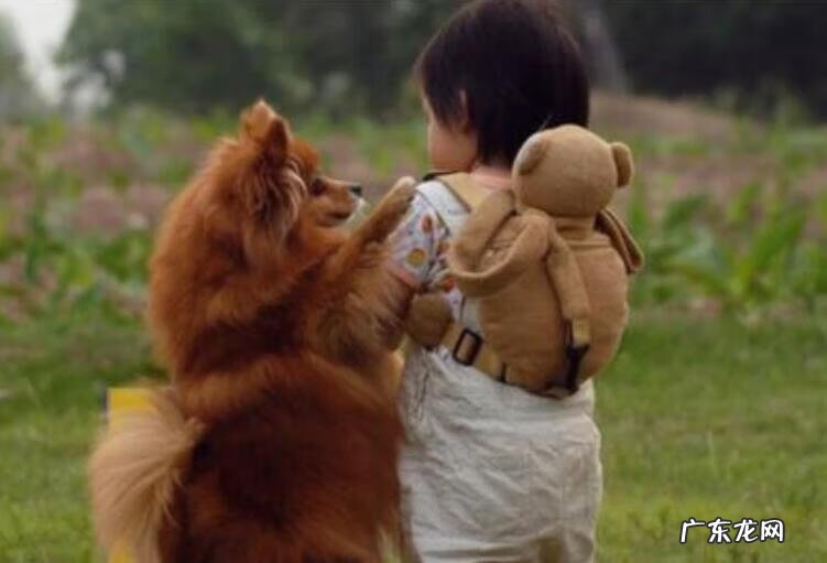 狗死了会投胎转世到主人家吗 家里主人怀孕了狗狗死了好不好?