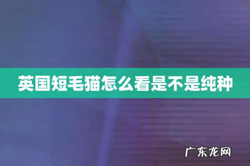 英国短毛猫怎么看是不是纯种