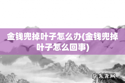金钱兜掉叶子怎么回事 金钱兜掉叶子怎么办
