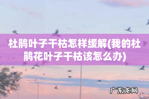 我的杜鹃花叶子干枯该怎么办 杜鹃叶子干枯怎样缓解