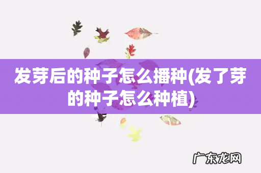 发了芽的种子怎么种植 发芽后的种子怎么播种