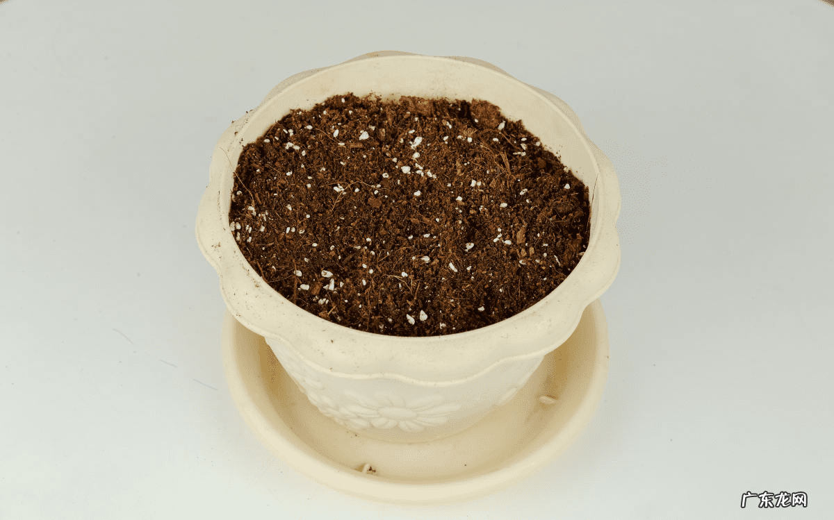 家里阳台可以养玫瑰花 店里养玫瑰花好吗