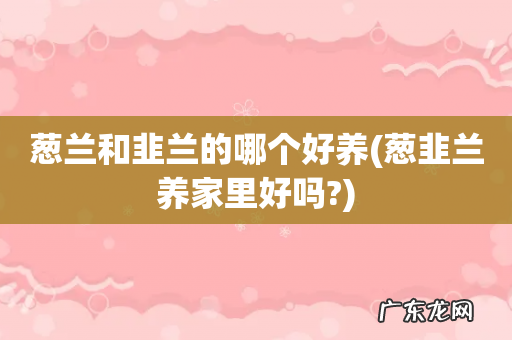 葱韭兰养家里好吗? 葱兰和韭兰的哪个好养
