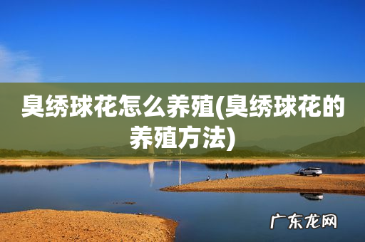 臭绣球花的养殖方法 臭绣球花怎么养殖