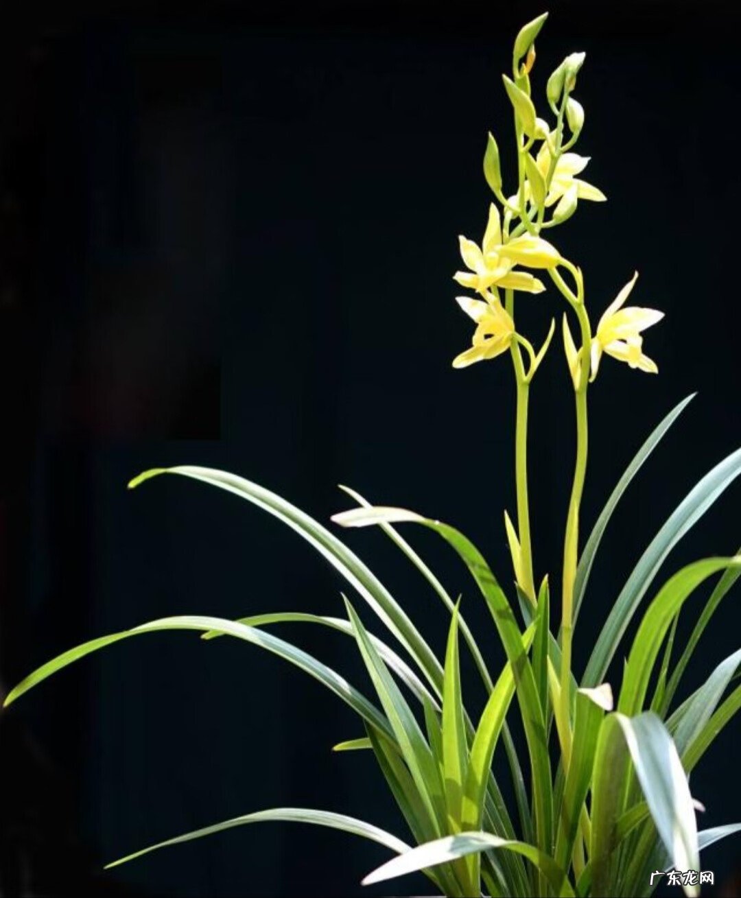 客厅养什么兰花好 室内养兰花风水上好吗