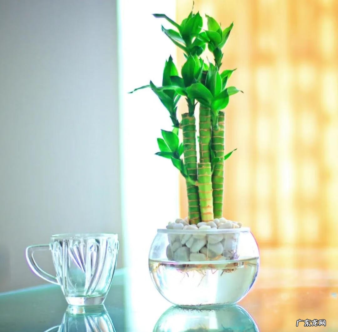 客厅养什么兰花好 室内养兰花风水上好吗