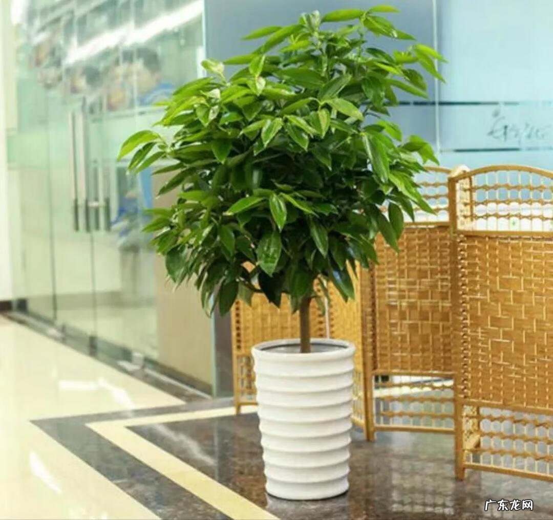 客厅养什么兰花好 室内养兰花风水上好吗