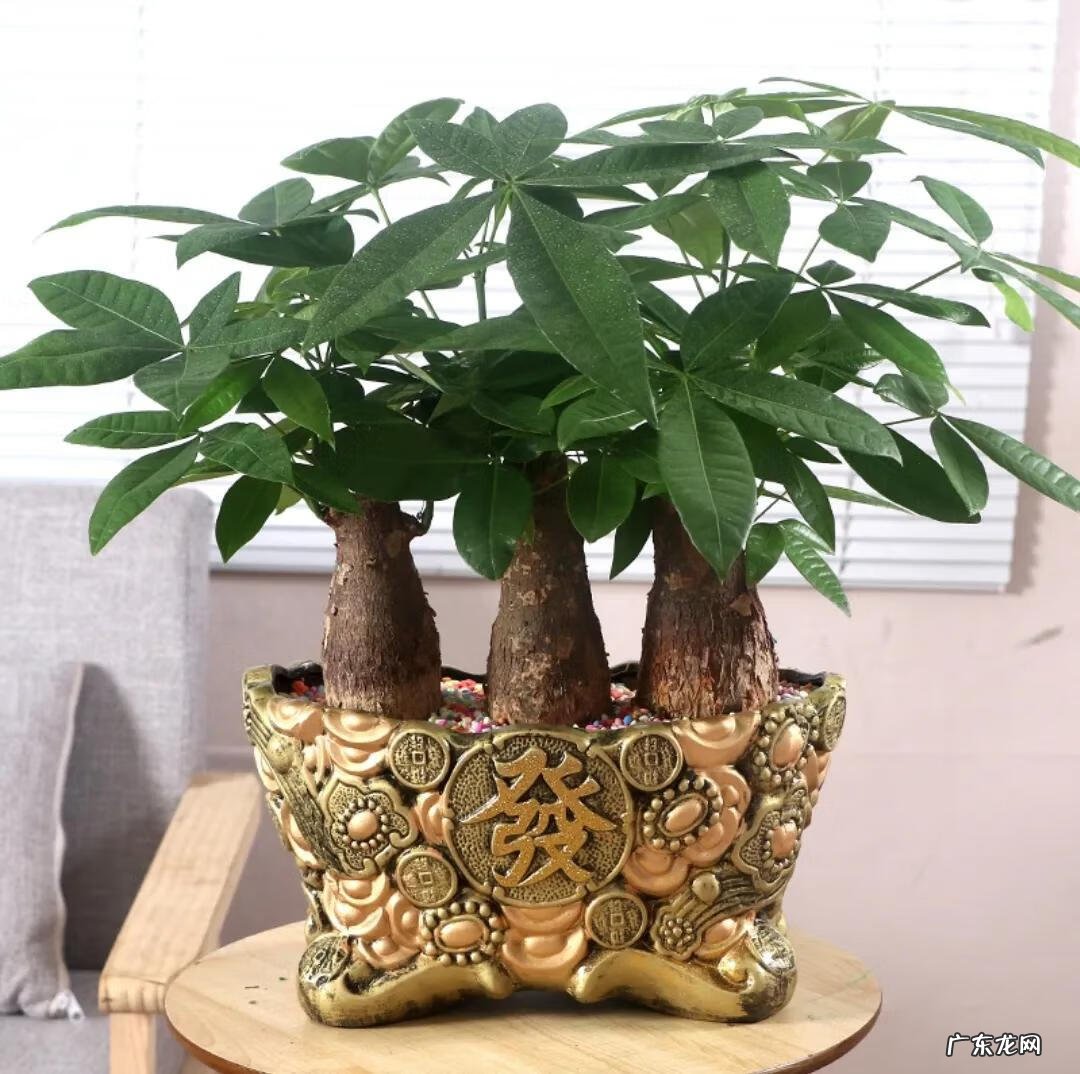 客厅养什么兰花好 室内养兰花风水上好吗