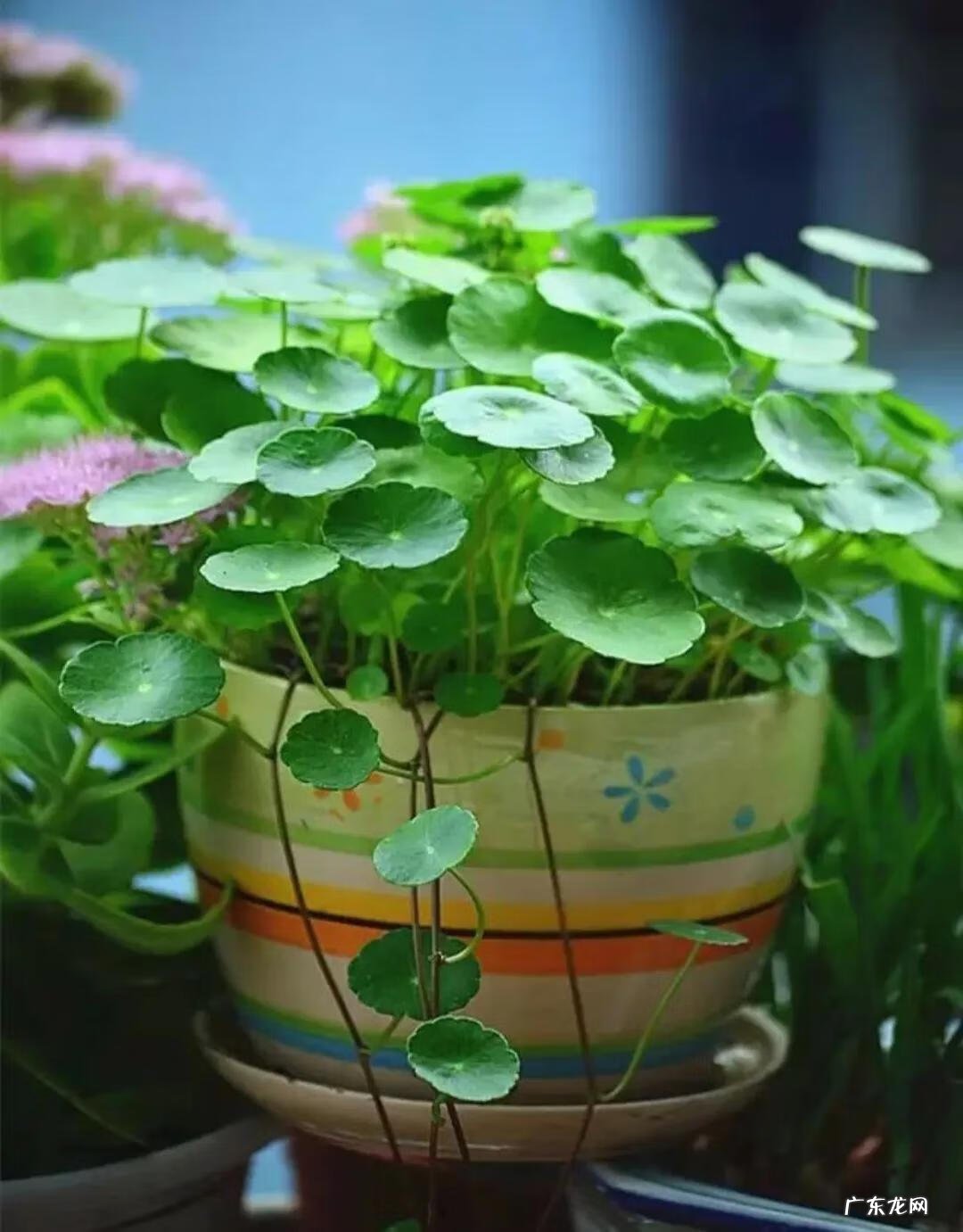 客厅养什么兰花好 室内养兰花风水上好吗