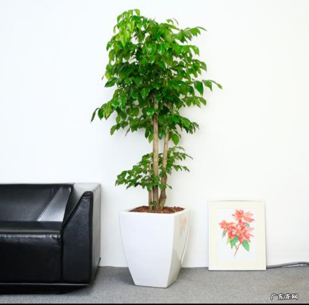 客厅养什么兰花好 室内养兰花风水上好吗