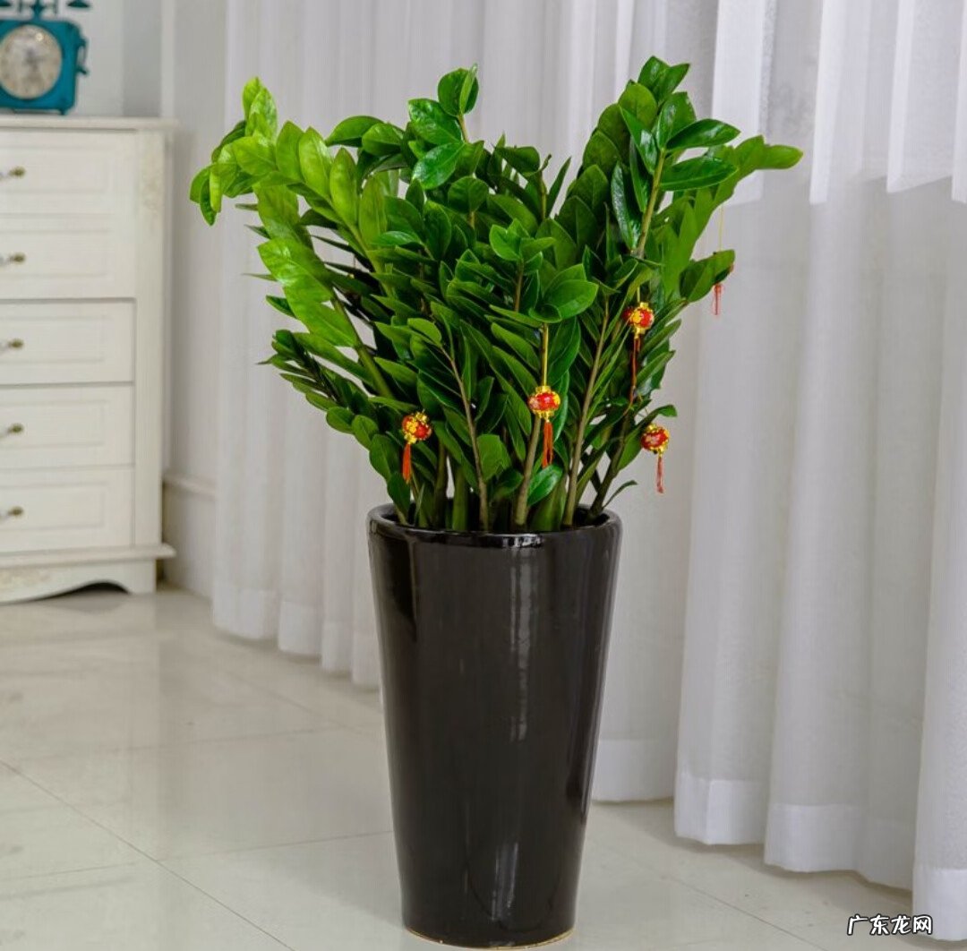 客厅养什么兰花好 室内养兰花风水上好吗