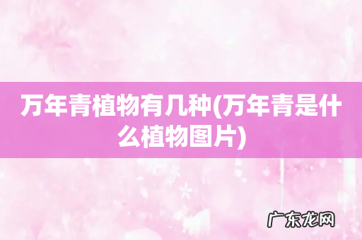 万年青是什么植物图片 万年青植物有几种