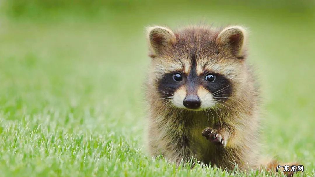 拉布拉多训练视频全套 朵拉找小狗狗