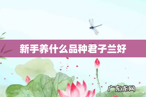 新手养什么品种君子兰好