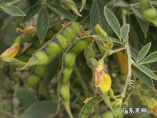 家里能种红豆杉树吗有忌讳吗 种木豆对居家风水的影响