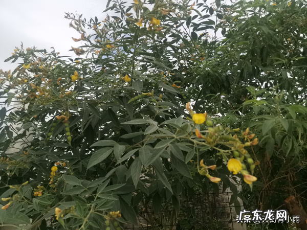 家里能种红豆杉树吗有忌讳吗 种木豆对居家风水的影响