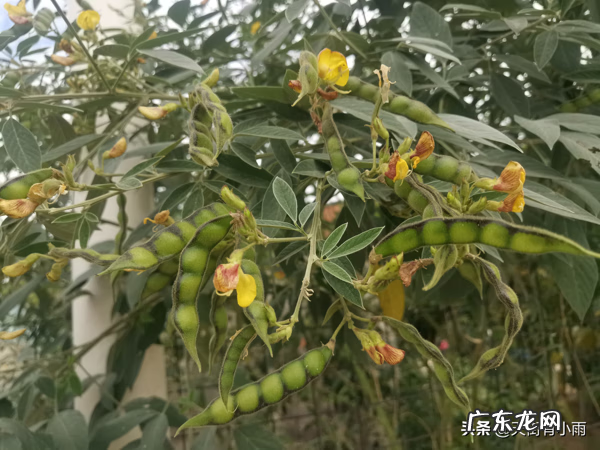 家里能种红豆杉树吗有忌讳吗 种木豆对居家风水的影响