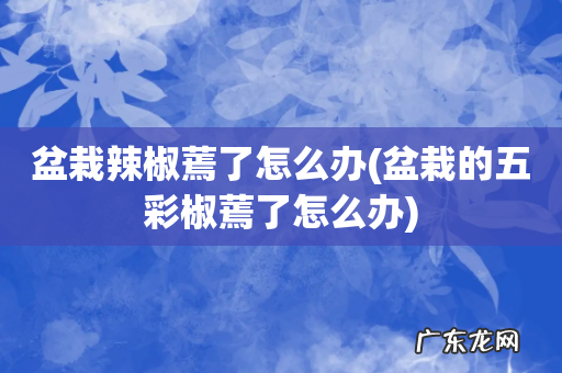 盆栽的五彩椒蔫了怎么办 盆栽辣椒蔫了怎么办