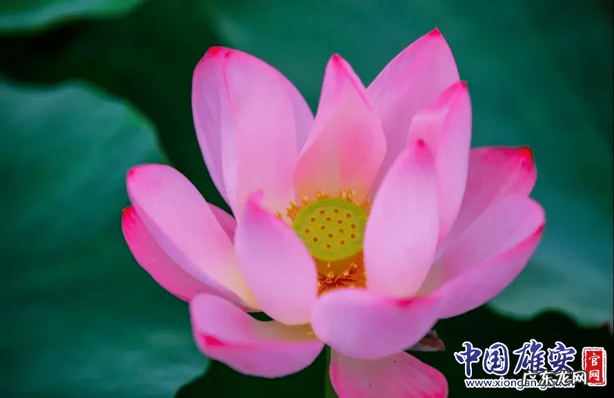 白洋淀荷花节是几月几号 白洋淀的荷花啥时候开