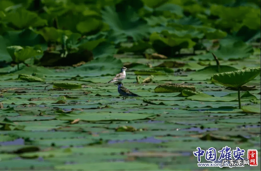 白洋淀荷花节是几月几号 白洋淀的荷花啥时候开