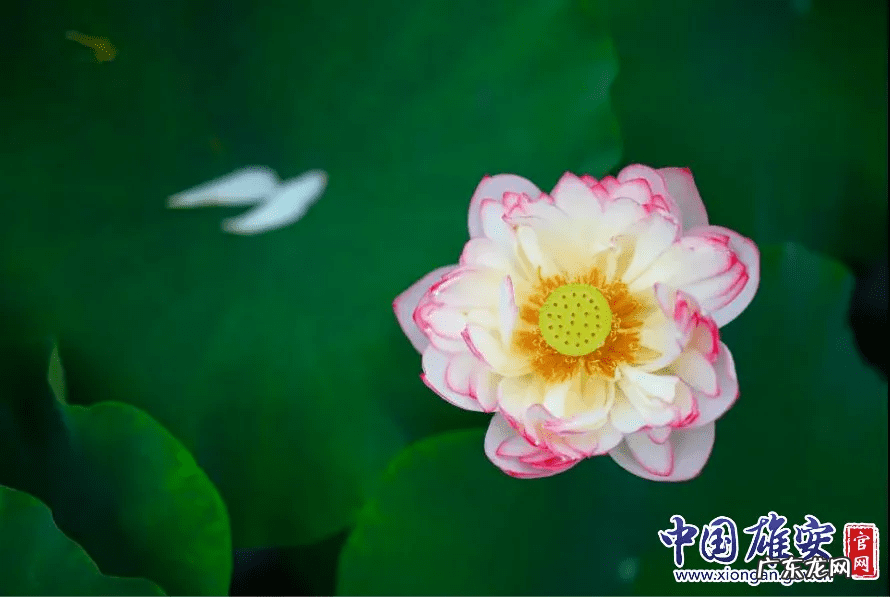 白洋淀荷花节是几月几号 白洋淀的荷花啥时候开