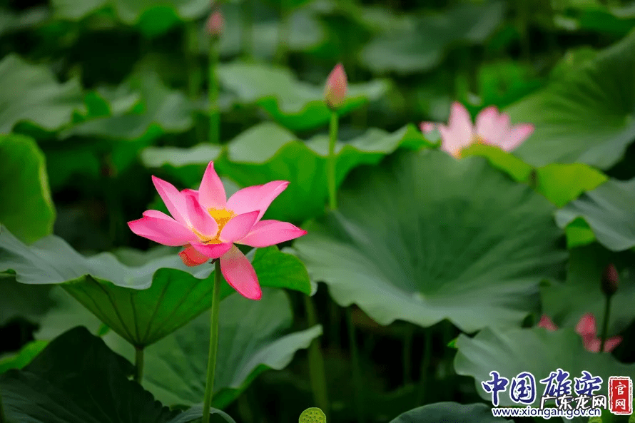 白洋淀荷花节是几月几号 白洋淀的荷花啥时候开