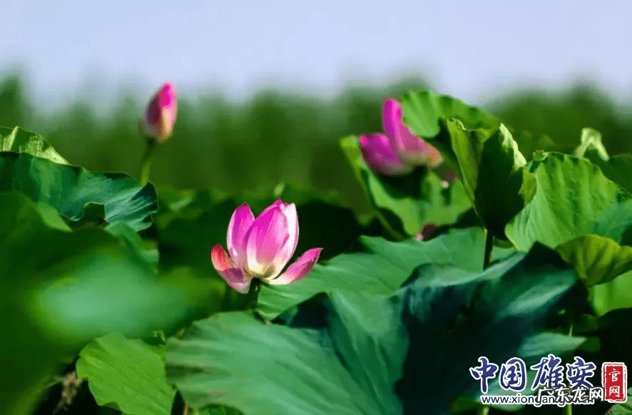 白洋淀荷花节是几月几号 白洋淀的荷花啥时候开