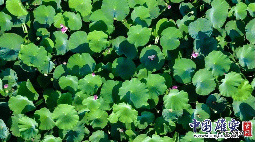 白洋淀荷花节是几月几号 白洋淀的荷花啥时候开