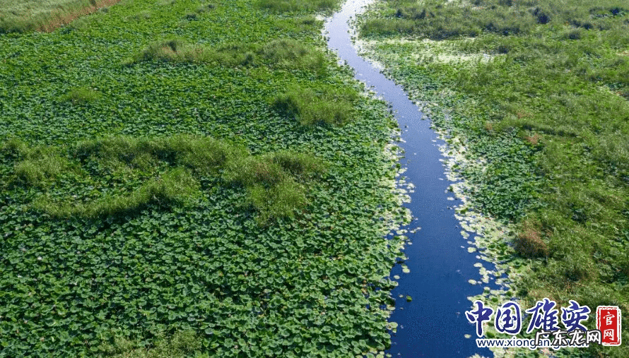 白洋淀荷花节是几月几号 白洋淀的荷花啥时候开
